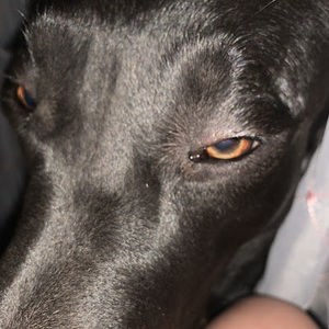 Meet your Posher, Leslie